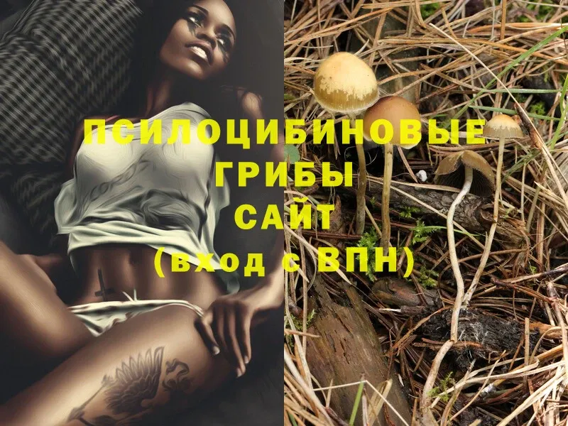 блэк спрут сайт  Ветлуга  Псилоцибиновые грибы Psilocybe 